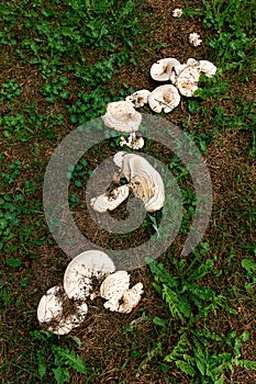 The giant talker mushroom grows on the ground among fallen pine needles.