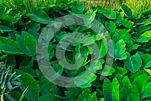 Giant taro, green leaves resembling the elephant`s ears Economic plants in a tropical wetland with water resources Southeast asia
