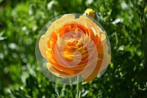 Giant Tecolote Ranunculus Flowers (Persian Buttercups)