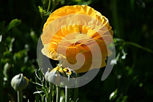 Giant Tecolote Ranunculus Flowers (Persian Buttercups)