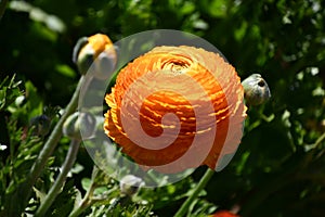 Giant Tecolote Ranunculus Flowers (Persian Buttercups)