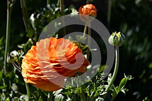 Giant Tecolote Ranunculus Flowers (Persian Buttercups)