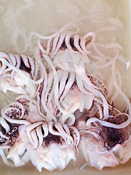 Giant-tentacled-squid