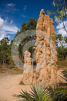 Giant termite mound photo