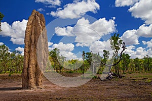 Giant termite mound in Australia