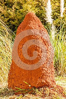 Giant Termite Mound