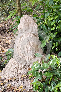 Giant termite mound