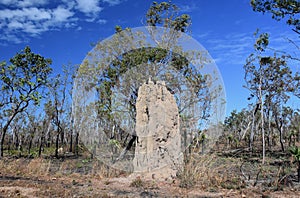 A giant termite mound in Kakadu National Park