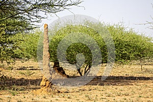 Giant termite mound in the Omo Valley, southern Ethiopia