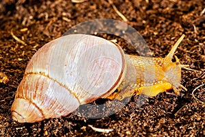 Giant Terrestrial Snail photo