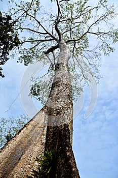 Giant tetrameles in Ta Prohm Temple, Cambodia