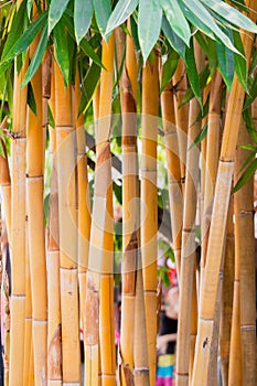 Giant Thorny Yellow Bamboo