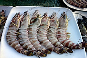 Giant tiger shrimp ) on fish market