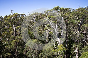 A giant tingle forest view from a Tree Top Walk bridge