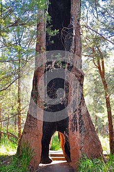 Giant Tingle Tree: Walk Through