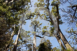 Giant tingle trees near Walpole