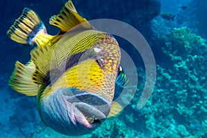 Giant titan triggerfish, biggest coral reef trigger fish, Balistoides viridescens. Red Sea, Egypt