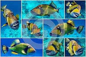 Set of Giant titan triggerfish, biggest coral reef trigger fish, Balistoides viridescens. Red Sea, Egypt