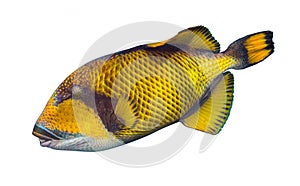 Giant titan triggerfish, biggest coral reef trigger fish  isolated white background