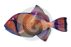 Giant titan triggerfish, biggest coral reef trigger fish isolated on white background.