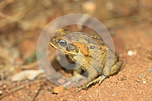 Giant toad