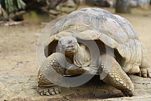 Giant tortise