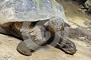 The giant tortois