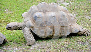 Giant tortoise 1