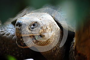 Giant Tortoise