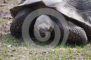 Giant Tortoise