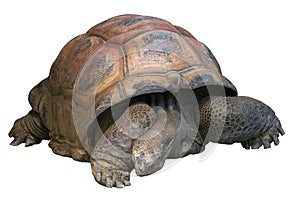 Giant Tortoise