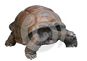 Giant Tortoise