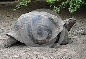 Giant tortoise 3