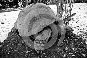 Giant tortoise