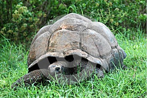 A Giant Tortoise