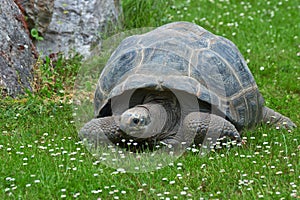 Giant tortoise