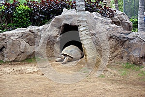 Giant Tortoise Aldabrachelys gigantea crawls out of the cave.