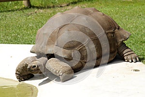 Giant tortoise - Aldabran Tortoise - Geochelone gi