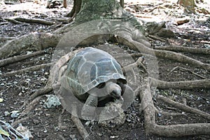 Giant tortoise in aviary