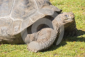 Giant tortoise basking in the sun, Tortoise Aldabra giant