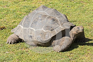 Giant tortoise basking in the sun, Tortoise Aldabra giant