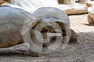 A giant tortoise Chelonoidis nigra side view in front of others with large shell