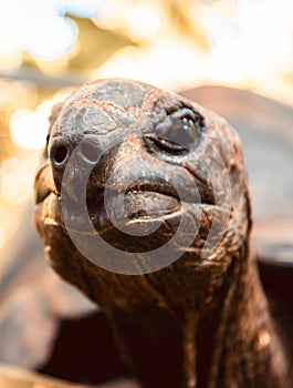 Giant tortoise close up