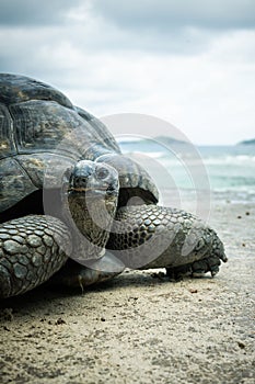 Giant tortoise close up