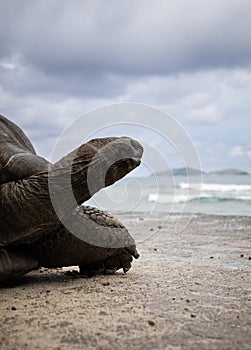 Giant tortoise close up