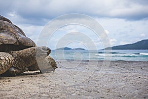 Giant tortoise close up