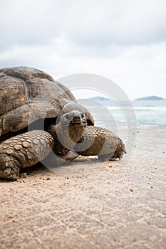 Giant tortoise close up