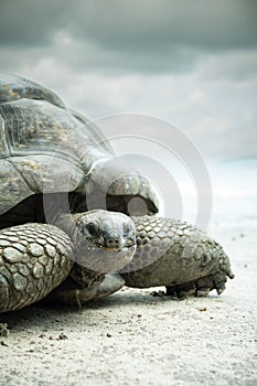 Giant tortoise close up