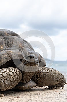 Giant tortoise close up