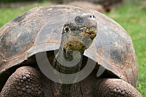 Giant Tortoise Eating Grass